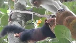 Monkey And Malabar Giant Squirrel for Jack fruit  കുരങ്ങനും മലയണ്ണാനും പിന്നെ ചക്കയും ..