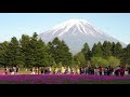 4k mt.fuji cherry blossom festival富士桜まつり開花率５０％　2018 april 30