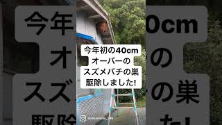 40cmオーバーのスズメバチの巣を駆除する動画【終末殺蜂家】　#スズメバチ #スズメバチ駆除 #wasp #チャンネル登録お願いします