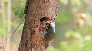 Coppersmith Barbet Feeding Her Chicks