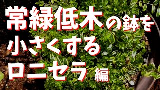 ロニセラ植え替え【鉢増しの逆】【鉢減らし】