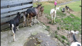 ランチに向かうメスヤギ達　手作りヤギ牧場　吉がけ牧場　2020年11月8日　ヤギ癒し動画 Goat heading to the ranch