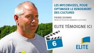 Semences Elite | « Les mycorhizes, pour optimiser le rendement des cultures »