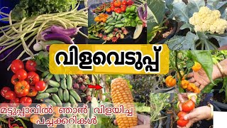 വിളവെടുപ്പ് |മട്ടുപ്പാവിലെ കൃഷി |🌱