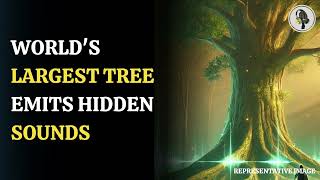 Hidden Sounds of Pando: The World's Largest Tree Speaks | WION Podcast