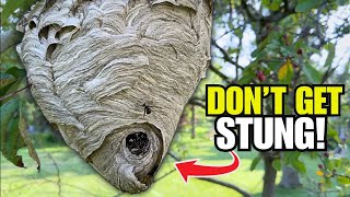 Easily Remove a Wasp Nest WITHOUT Getting Stung!