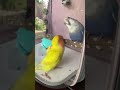 小鸚鵡打瞌睡被吵醒 鸚鵡 parrot australia