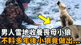 小狼剛出生就失去媽媽，獨自站在雪地被男人帶回家，不料長大後竟做出...