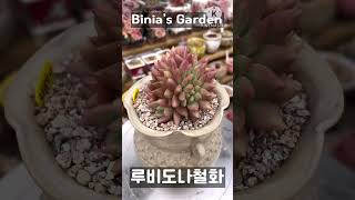 #비니아 #루비도나철화 #루비도나 #다육식물 #succulent