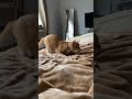 My kitty does a cute butt dance 🔔 #shorts #cat #kitty  #catvideos