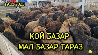 ҚОЙ БАЗАР / МАЛ БАЗАР ТАРАЗ