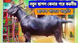 খামারে নতুন ছাগল কেনার পরে করণীয়|ছাগল পালনে চিকিৎসা ও পরামর্শ|ছাগল পালন পদ্ধতি,Tips Bd Channel