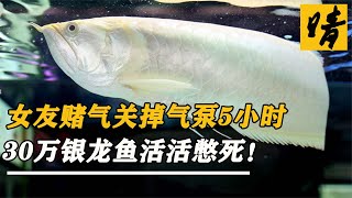 女友賭氣關掉魚缸氣泵5小時，30萬銀龍魚活活憋死，大哥含淚清蒸