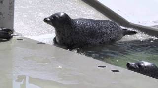 須磨海浜水族園　アザラシにタッチ　その２　Contact with a seal　part2