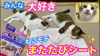 ねこモテシートで初めて遊んだ元野良猫モモ＆ねこた♬仲良くコロンって酔っちゃった❤️【我が家編】＊133