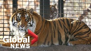 Topeka Zoo says employee recovering after being mauled by tiger, animal won't be euthanized