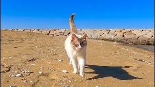 防波堤の猫と海辺を散歩する