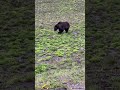 grizzly bear near togwotee pasa