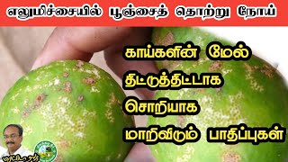 எலுமிச்சையில் பூஞ்சைத் தொற்று நோய் பாதிப்புகள் Lemon fungus issue in Tamil