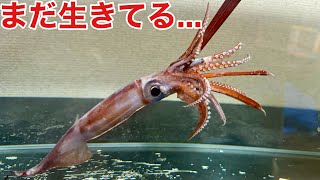 砂浜に打ち上がった瀕死のイカを飼育してみると…