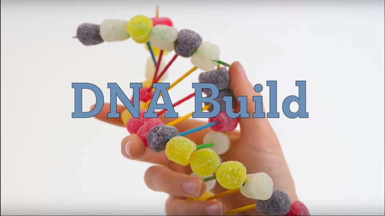 DNA Build - YouTube