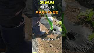 김장배추.무우 추비시기 비료 쉽게 주는 방법 #배추추비