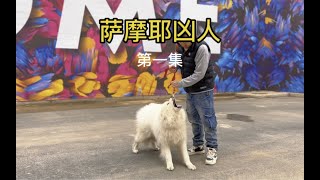 第一集 1岁半萨摩耶训练一个坐指令，都这么凶