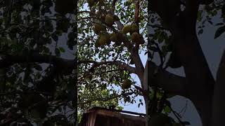 ខ្នុរការ៉ុតធម្មជាតិCarotte jack fruit។