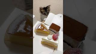 僕のケーキはどれですか？ #cat #gatto #kitton #子猫 #保護猫 #kitten