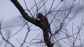 【一分動画】　🐤鳥シリーズ　アカゲラ  Great Spotted Woodpecker　キツツキ科）　②　　　　　　　　＃日本の野鳥＃野田市の野鳥＃アカゲラ