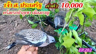 ต่อนกเขาใหญ่ป่าสูง เมืองกาญ | เจ้า ส.ประเสริฐ  ค่าตัว 10,000 | ครั้งแรกป่าภูเขา เมืองกาญ | EP.282