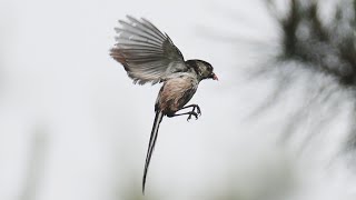 육추 중인 오목눈이 어미 Mother Long-tailed tit rearing her chicks | Aegithalos caudatus