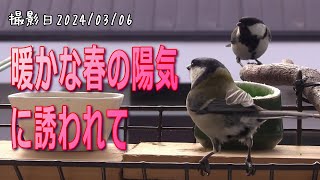 春の陽気に誘われてやって来る野鳥たち　シジュウカラ・ゴジュウカラ・ハシブトガラ・ヒヨドリ・スズメ【シニアのお庭野鳥観察】