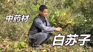 农村常见中药材白苏子，外观和紫苏很相似，你知道它的作用吗