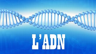 Capsule : l'ADN