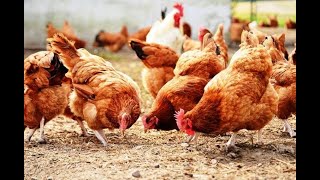 Amerikalı çiftçilerin Milyonlarca Kanatlıyı Merada Nasıl Yetiştirdiği   Tavukçuluk