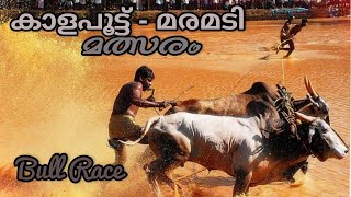 Kalapootu, Oxen Racing, Kalapootu Malsaram, Maramadi Malsaram, bull surfing of Kerala, bull racing