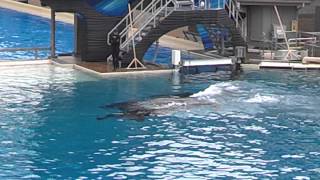 Kalia's new baby killer whale San Diego Dec 2014