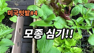 미국텃밭#4 모종 심기!!