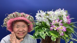 らんと観葉植物の寄せ植えお世話のしかた