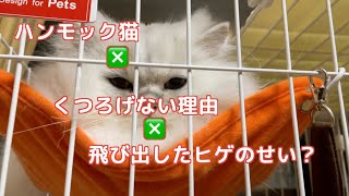 【ペルシャ猫】ハンモックでくつろぐぎんちゃん飛び出してるヒゲが可愛くてツンツンしたらちょっと怒っちゃった💦