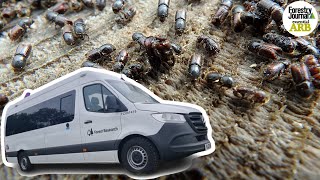 A 'beetle bus', demarcated areas and expert science - how the UK is fighting ips typographus