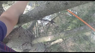 Easy Pine Tree Climb for Perfect Fiber Drop