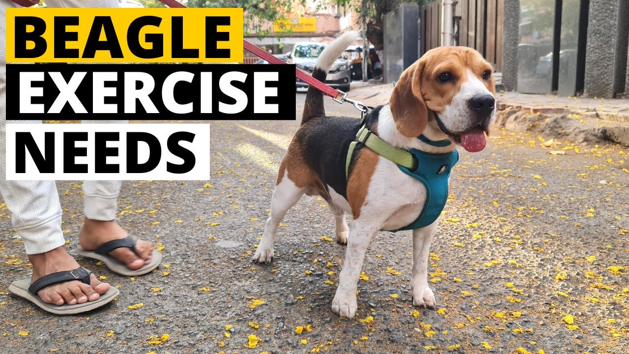 How Much Exercise Do Beagle Puppies Need