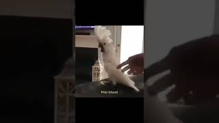 Funny Animal Videos V29 #shorts #funnyanimals #funnycats #funnydogs #pets #dogs #cats #funnypets