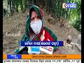 kamyabtv odisha ଲକଡାଉନ ପାଇଁ ପ୍ରଭାବିତ ହୋଇଛି ପାନଚାଷୀଙ୍କ ଜୀବିକା ବେପାରରେ ମାନ୍ଦାବସ୍ଥା