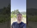 counoise a one minute summary on history growing and winemaking shorts