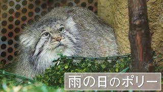 【マヌルネコ】ポリーの雨宿り Polly takes shelter from the rain