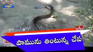 OMG | Fish Eats Snake on Road | Jordar News | HMTV