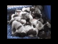 deutsch drahthaar puppies